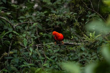Cock of the rock, Manu National Reserve , Cusco - Peru