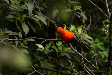 Cock of the rock, Manu National Reserve , Cusco - Peru