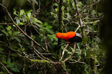 Cock of the rock, Manu National Reserve , Cusco - Peru