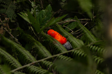 Cock of the rock, Manu National Reserve , Cusco - Peru