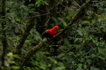 Cock of the rock, Manu National Reserve , Cusco - Peru