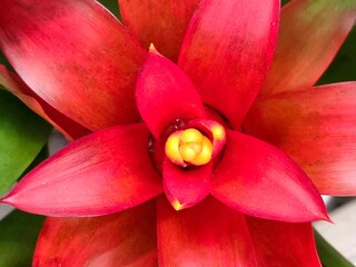 Scarlet star: a species of flowering plant, its botanical name is Guzmania lingulata.