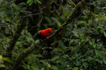Cock of the rock, Manu National Reserve , Cusco - Peru