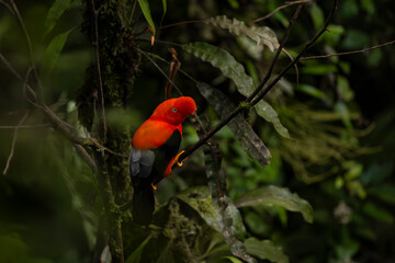 Cock of the rock, Manu National Reserve , Cusco - Peru