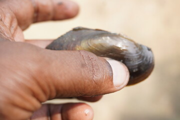 Obraz premium fresh mussels : A sturdy, hinge‑bound bivalve burrowed in freshwater beds, filtering sediment‑rich water, with muscular foot and intricate shell lures for host fish