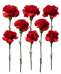 Nine red carnations on a black background