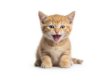 cute ginger kitten yawning, white background, orange kitten white background, orange cat white background, ginger cat yawning, ginger cat with wide open mouth, cat yawning white background