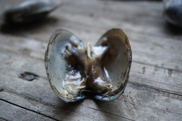 fresh water mussels : A sturdy, hinge‑bound bivalve burrowed in freshwater beds, filtering...