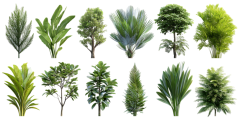 Collection of various green plants and trees, isolated on transparent background.