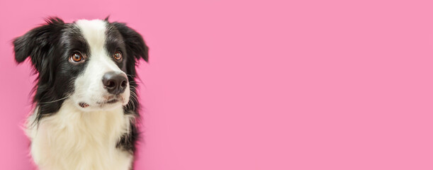 Funny studio portrait of cute smiling puppy dog border collie isolated on pink background. New lovely member of family little dog gazing and waiting for reward. Pet care and animals concept. Banner