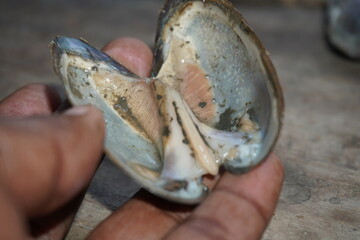 fresh water mussels : A sturdy, hinge‑bound bivalve burrowed in freshwater beds, filtering sediment‑rich water, with muscular foot and intricate shell lures for host fish © sushil