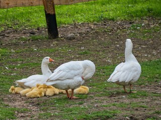 wild goose in the green nature
