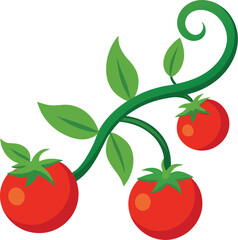 cherry tomatoes vector illustration