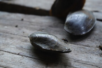 fresh water mussels : A sturdy, hinge‑bound bivalve burrowed in freshwater beds, filtering...