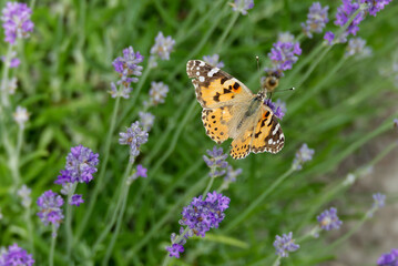 Painted Lady (Vanessa cardui) butterfly perched on lavender in Zurich, Switzerland