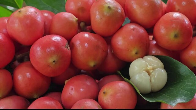  Baccaurea ramiflora Lour