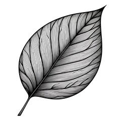 Ultra-Thin Line Leaf Illustration