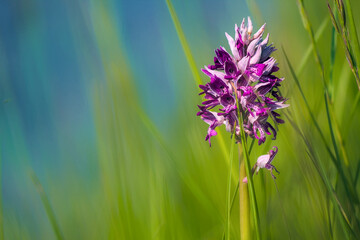 Solitary purple orchid stands tall in green grass.