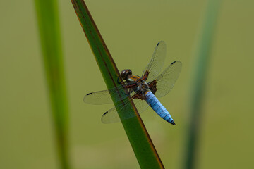 Blue dragonfly perched on a green reed.