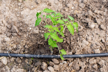 Tomato seedlings planted in the ground with a drip irrigation tube. Growing vegetables in the garden