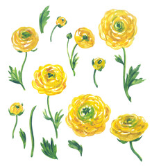 Set of yellow ranunculus flowers, buds, stems and leaves on white background, watercolor illustration