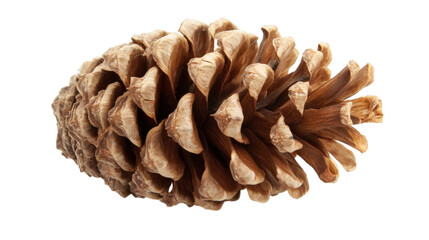 Pinecone isolated on transparent background 