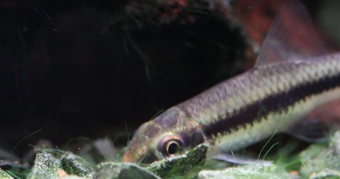 Sae Crossocheilus siamensis eats algae that have grown on the stones of the bottom of a freshwater aquarium, close-up. Aquarium fish Siamese Algae Eater macro view