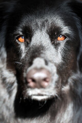 A close up of a German Australian shepherd mix looking directly into the camera.