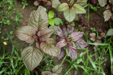 Close-up of a red amaranth plant with dew-kissed purple-green leaves growing in a lush garden. A...
