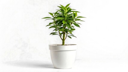 Obraz premium Green Indoor Plant in White Pot Isolated on White Background, Minimalist Home Decor Concept 