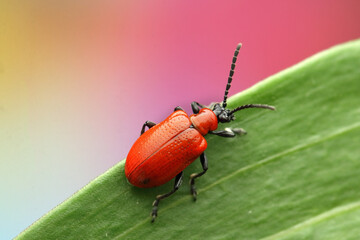 Lilioceris lilii insect on a lily leaf