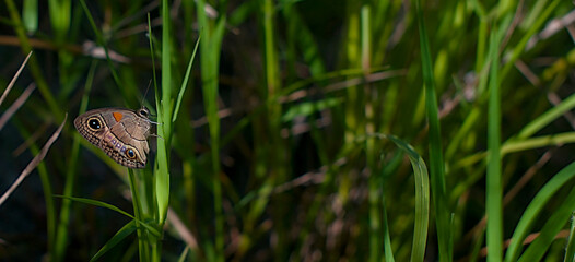 butterfly on grass