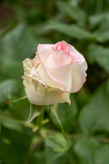 Rose (Hybrid Tea and Climbing Hybrid Tea), selective focus