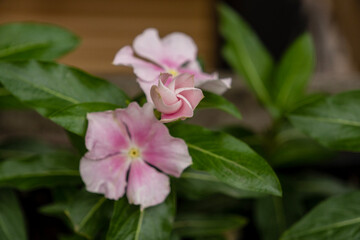 Potted plant (Catharanthus roseus), selective focus