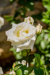 Rose Princess of Wales (Floribunda), close-up