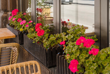 Red petunias in pots decorate the terrace of an outdoor cafe