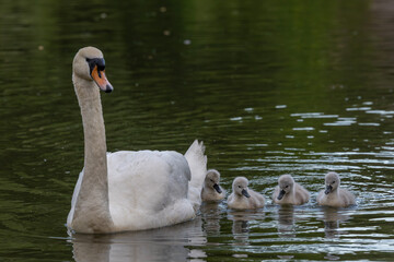Female swan with four cygnets swimming on the water