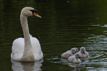 swan and cygnets on the water