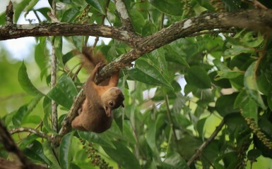 red-tailed squirrel (sciurus granatensis) hanging upside down in a nature park in south Trinidad and Tobago on June 17, 2025.