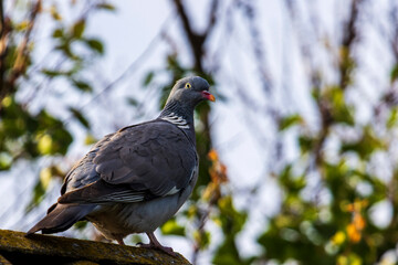 pigeon on the ground