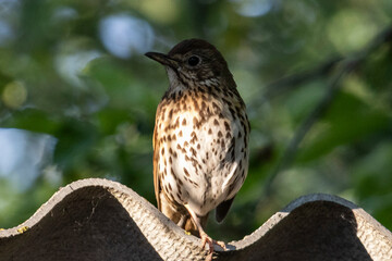 bird of prey