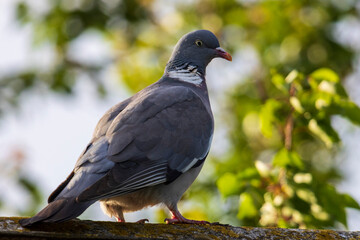 pigeon on the ground