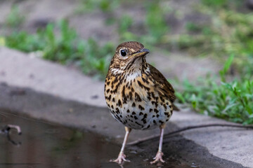 bird on a rock