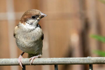 sparrow on a fence