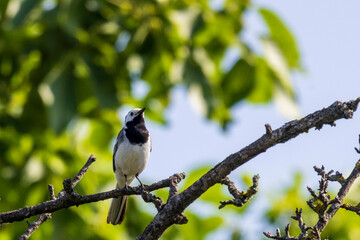 blue tit on branch