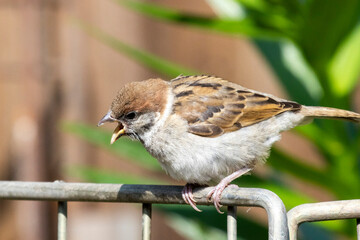 sparrow on a fence