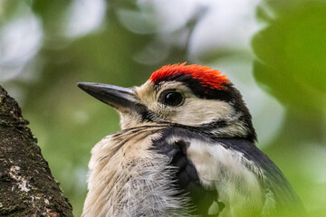 great spotted woodpecker