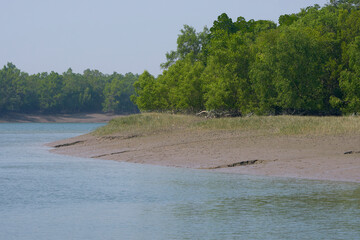 biodiversity of Sundarbans, characterized by its vast mangrove forests, a network of waterways, and...