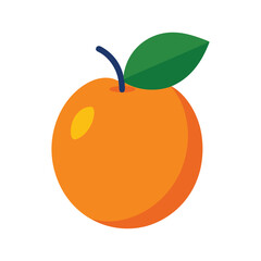 Juicy sweet loquat fruit full view Vector illustration on white background