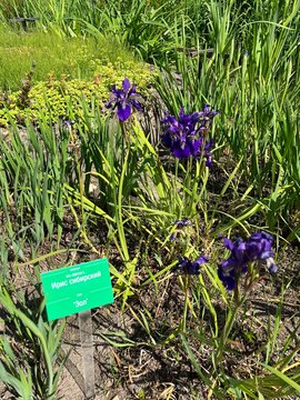 Blooming purple dwarf Iris sibirica Eol in the spring garden. Cottage garden.Flower background.